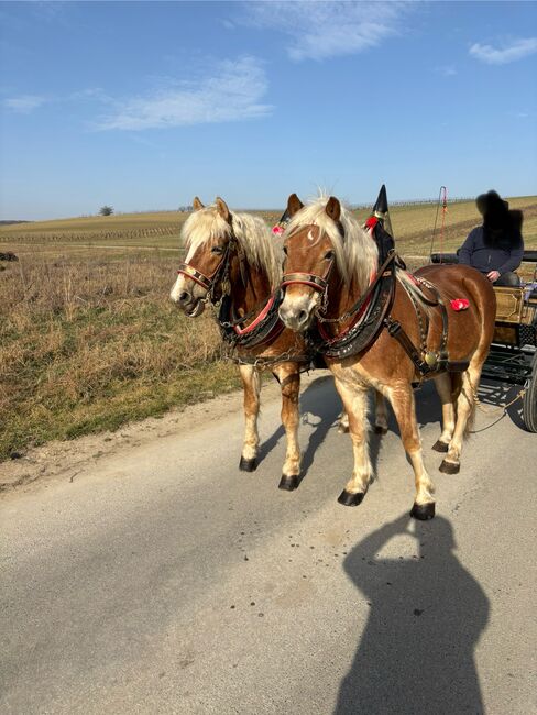 Zwei Haflinger und Kutsche, Ebner Franz, Konie na sprzedaż, Schrattenberg, Image 7