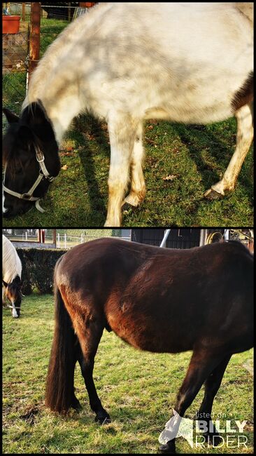 Zwei Freizeit-Ponys, Karin, Konie na sprzedaż, Meppen, Image 3