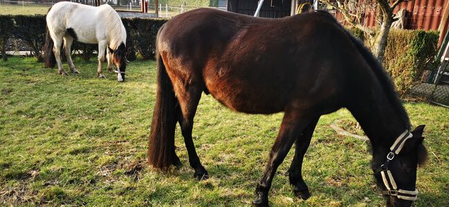 Zwei Freizeit-Ponys, Karin, Konie na sprzedaż, Meppen, Image 2