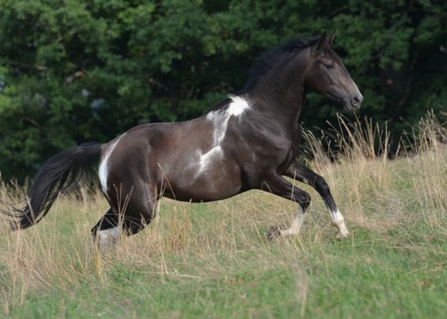 Zweieinhalb jähriger Warmblut-Araber-Mix Wallach „Taran“ zu verkaufen!, Sonja Kulterer, Konie na sprzedaż, Feldkirchen in Kärnten