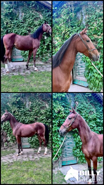Zweijähriger Wallach mit viel Potential, Elisabeth Kögl, Konie na sprzedaż, Bruck/Leitha, Image 5