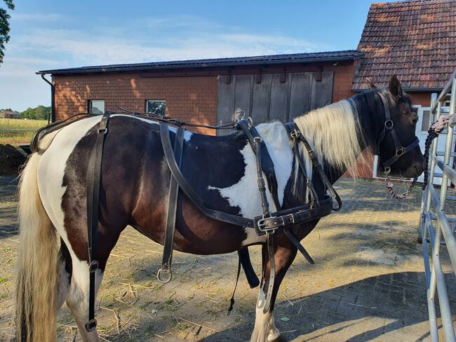 Zweispänner Marathon Geschirr stm 130 bis 145, Zweispänner, Petra Rehrl, Uprząż dla powozy konne, Varrel 