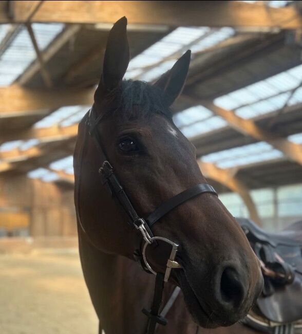 Dy‘on Trense Flachleder Working Collection WB braun, Dy‘on, Bella, Bridles & Headstalls, Düsseldorf