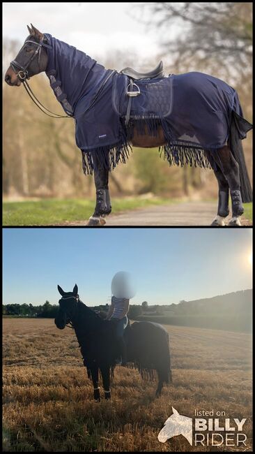 Ausreitfliegendecke 155cm, Busse, Carla, Ochrona koni przed owadami , Hofgeismar, Image 3
