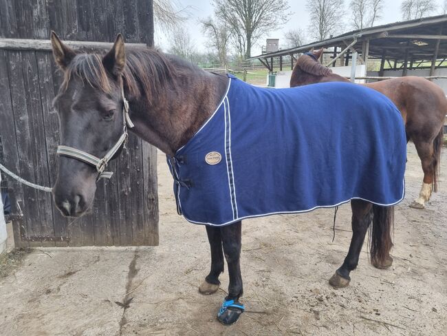 Abschwitzdecke, Horse friends , Danielle Olbrich, Derki dla konia, Reiskirchen, Image 3