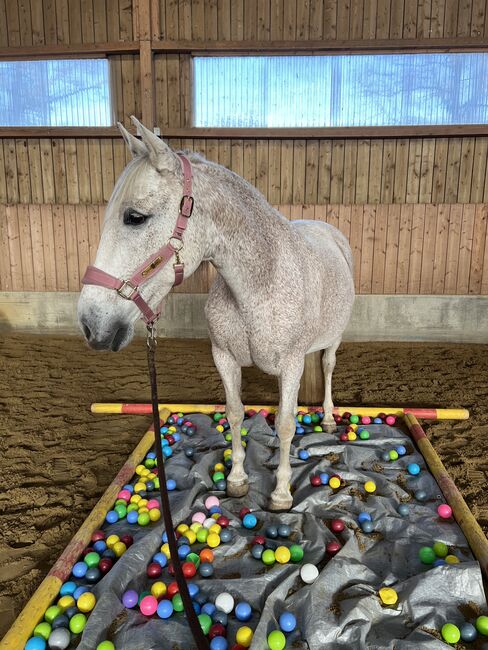 Pflegebeteilung auf P.R.E Stute Cora, Emily Huber, Horse Sharing
, Fürstenfeldbruck 