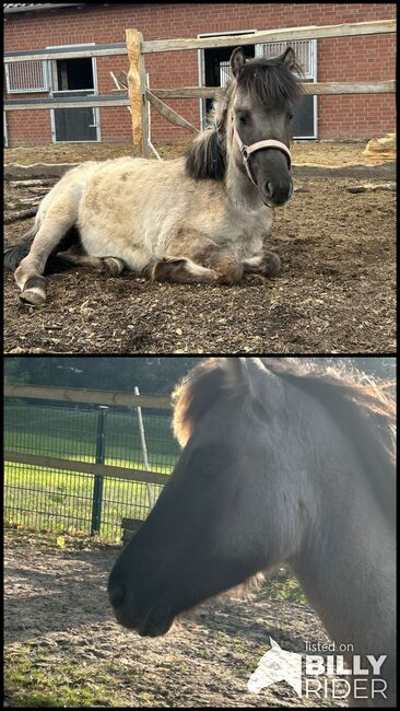 Wildpferd Dülmener, Melanie K, Konie na sprzedaż, Dülmen, Image 3
