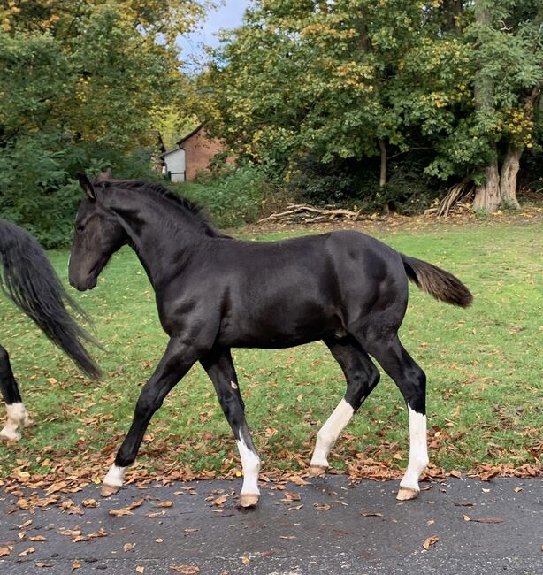 Ostfriesen/ Alt Oldenburger Hengstfohlen, Conny, Horses For Sale, Celle, Image 3