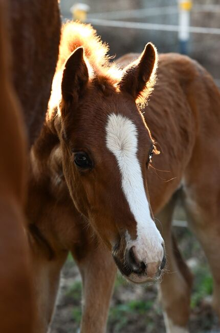 Edles Hengstfohlen aus bestem Stamm, Melanie Wagner, Horses For Sale, Peisching, Image 3