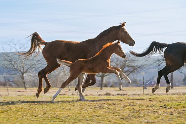 Edles Hengstfohlen aus bestem Stamm, Melanie Wagner, Horses For Sale, Peisching, Image 4