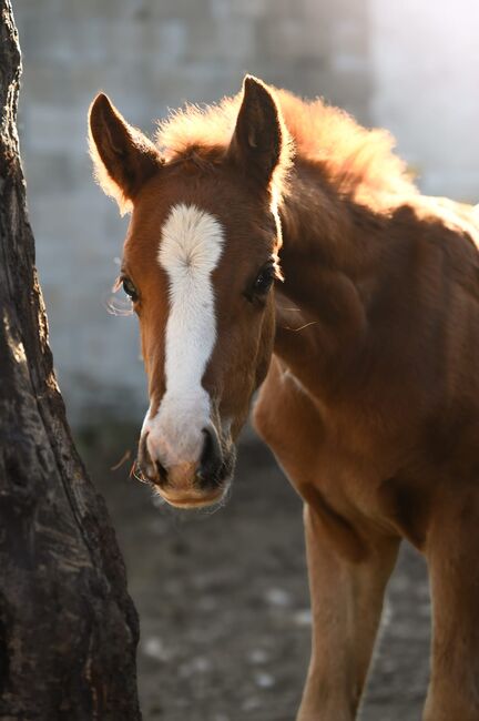 Edles Hengstfohlen aus bestem Stamm, Melanie Wagner, Horses For Sale, Peisching, Image 5