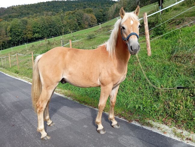 Edelblut Haflinger, Katrin , Pferd kaufen, Petersbaumgarten