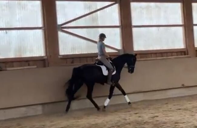 Edle 6-jährige Rappstute mit Donnerhall-Abstammung, Andrea Harrer, Horses For Sale, Hof