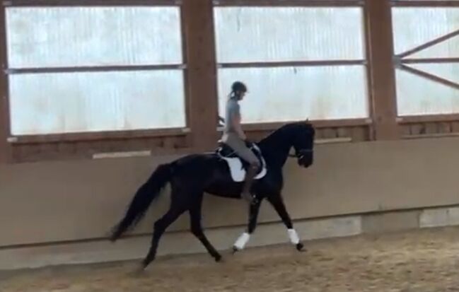 Edle 6-jährige Rappstute mit Donnerhall-Abstammung, Andrea Harrer, Horses For Sale, Hof, Image 2