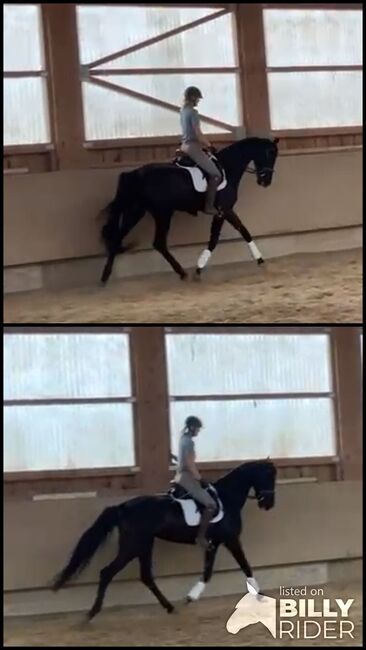 Edle 6-jährige Rappstute mit Donnerhall-Abstammung, Andrea Harrer, Horses For Sale, Hof, Image 3