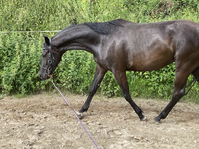 edle Stute mit schwungvollen Gängen, Thea, Horses For Sale, Paderborn, Image 8