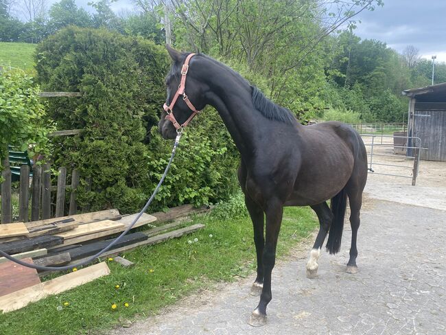 edle Stute mit schwungvollen Gängen, Thea, Horses For Sale, Paderborn, Image 5