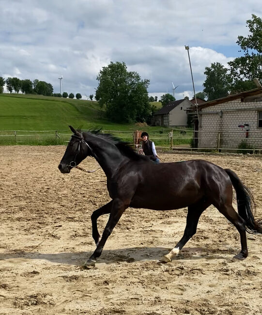 edle Stute mit schwungvollen Gängen, Thea, Horses For Sale, Paderborn, Image 9