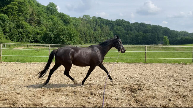 edle Stute mit schwungvollen Gängen, Thea, Horses For Sale, Paderborn, Image 11