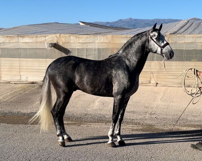 Edler Schimmelhengst 4 Jahre & 168cm, Post-Your-Horse.com (Caballoria S.L.), Konie na sprzedaż, Rafelguaraf, Image 4