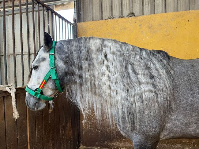 Edler Schimmelhengst 4 Jahre & 168cm, Post-Your-Horse.com (Caballoria S.L.), Konie na sprzedaż, Rafelguaraf, Image 2