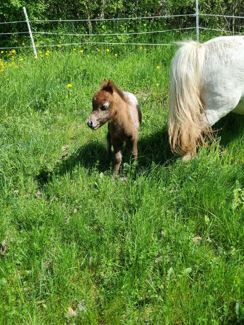 Edles Stutfohlen American Miniature Horse, Nadine  (Shettyzucht Frechdachs ), Pferd kaufen, Heringen, Abbildung 4