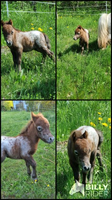 Edles Stutfohlen American Miniature Horse, Nadine  (Shettyzucht Frechdachs ), Pferd kaufen, Heringen, Abbildung 7