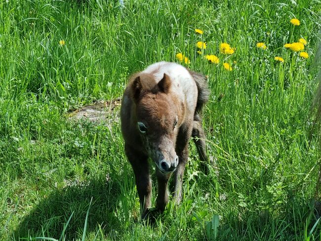 Edles Stutfohlen American Miniature Horse, Nadine  (Shettyzucht Frechdachs ), Pferd kaufen, Heringen, Abbildung 6