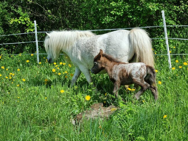 Edles Stutfohlen American Miniature Horse, Nadine  (Shettyzucht Frechdachs ), Pferd kaufen, Heringen, Abbildung 3