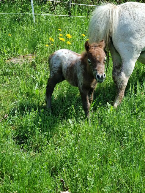 Edles Stutfohlen American Miniature Horse, Nadine  (Shettyzucht Frechdachs ), Pferd kaufen, Heringen, Abbildung 5