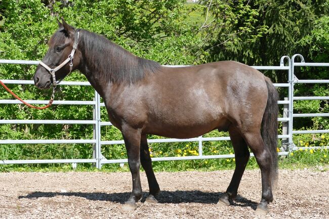 Ein Allrounder mit Potential, Irene Zimmermann, Horses For Sale, Ramsau am Dachstein, Image 3