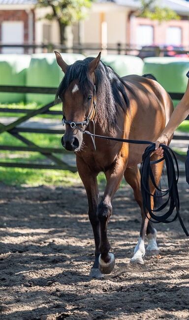 Ein Araber mit einem Gesicht zum Verlieben sucht Herzensmensch, Maren Gams, Horses For Sale, Deutschland, Image 2