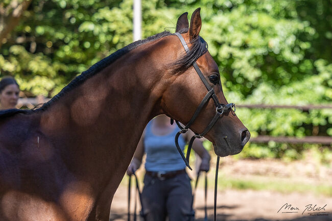 Ein Araber mit einem Gesicht zum Verlieben sucht Herzensmensch, Maren Gams, Horses For Sale, Deutschland, Image 8