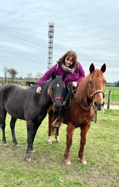 Ein Traum in Schwarz, Kerstin Rehbehn (Pferdemarketing Ost), Horses For Sale, Nienburg, Image 8