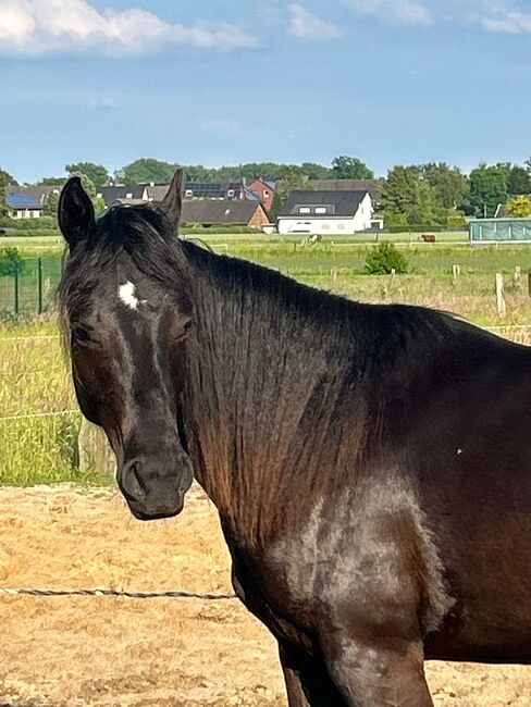 Ein Traum in Schwarz, Kerstin Rehbehn (Pferdemarketing Ost), Horses For Sale, Nienburg, Image 9