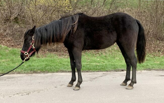 Ein Traum in Schwarz, Kerstin Rehbehn (Pferdemarketing Ost), Horses For Sale, Nienburg, Image 5