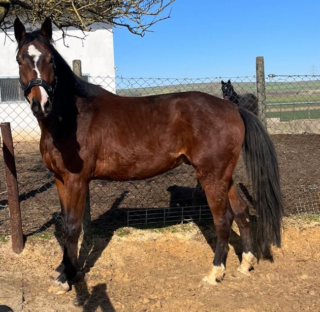 Ein echter Sportler mit Zukunft – Nachwuchs für Parcours & Vielseitigkeit, Katharina Lehmann (Pferdevermittlung Leus), Horses For Sale, Münstermaifeld, Image 3