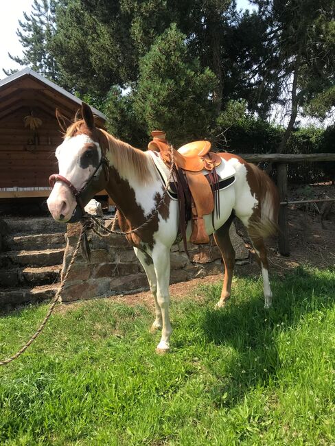 Ein Herzenspferd sucht sein Für-immer-Zuhause, Kerstin Rehbehn (Pferdemarketing Ost), Horses For Sale, Nienburg