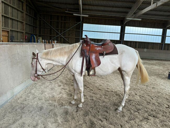 In sich ruhende, tolle Paint Horse Stute, Kerstin Rehbehn (Pferdemarketing Ost), Horses For Sale, Nienburg, Image 7