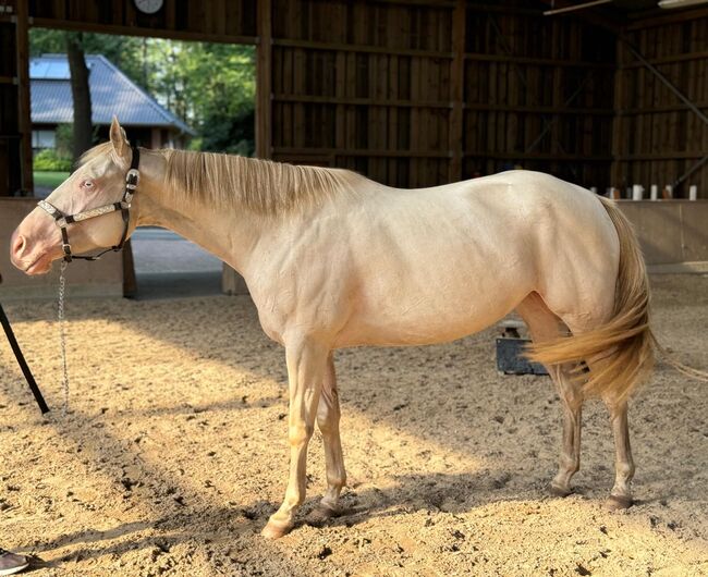 In sich ruhende, tolle Paint Horse Stute, Kerstin Rehbehn (Pferdemarketing Ost), Horses For Sale, Nienburg, Image 14