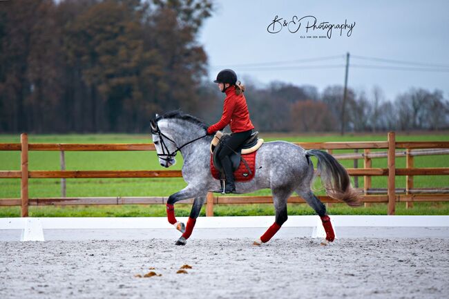 Ein toller D-pony wallach, D, Jamie, Horses For Sale, Heikruis , Image 3