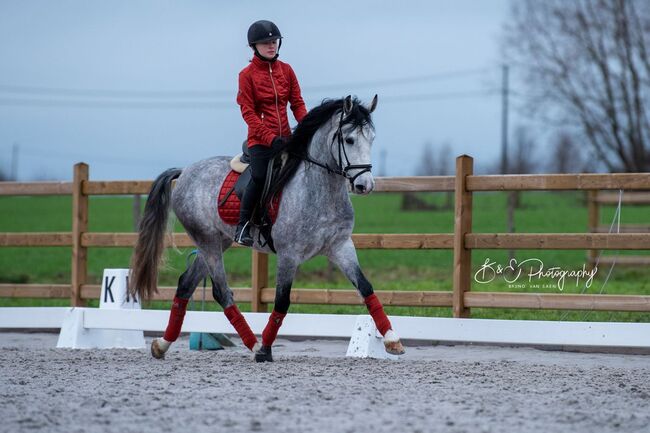 Ein toller D-pony wallach, D, Jamie, Horses For Sale, Heikruis , Image 5