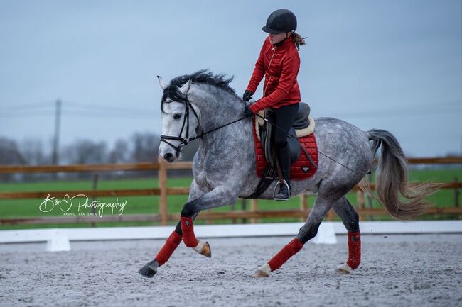 Ein toller D-pony wallach, D, Jamie, Horses For Sale, Heikruis , Image 8