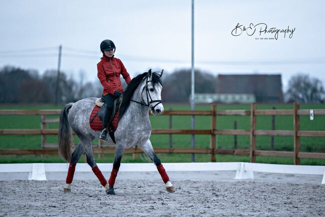 Ein toller D-pony wallach, D, Jamie, Horses For Sale, Heikruis , Image 10