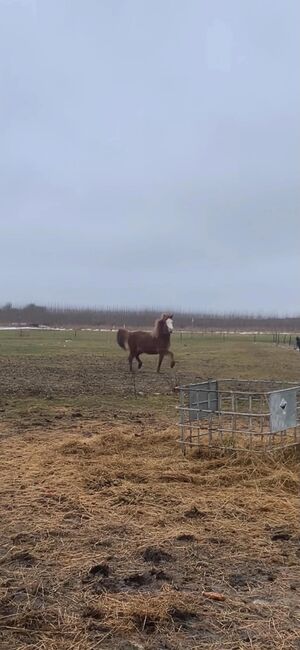 Tall, beautiful young splash mare with fantastic mind, Mia, Horses For Sale, Middelfart