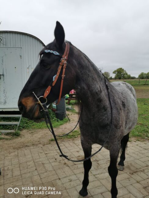 Ein ganz besonderer Freund sucht ein liebevolles Zuhause, Mellies, Horses For Sale, Berlin, Image 5
