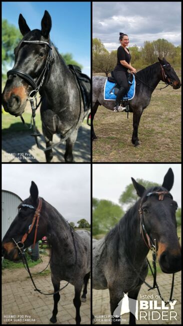 Ein ganz besonderer Freund sucht ein liebevolles Zuhause, Mellies, Horses For Sale, Berlin, Image 9