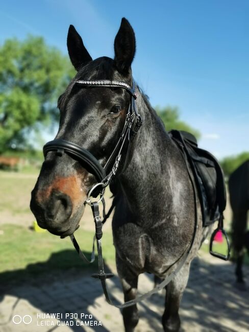 Ein ganz besonderer Freund sucht ein liebevolles Zuhause, Mellies, Horses For Sale, Berlin