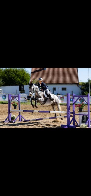 Shagya Arabian and Lipizzaner mix horse!, Sandra, Horses For Sale, Budapest