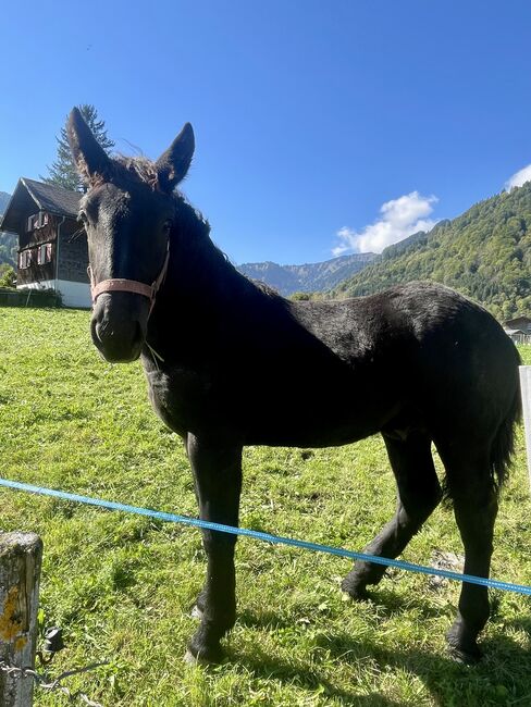 einen Noriker Hengst Fohlen zum verkauf an, Gotthard , Horses For Sale, Mellau, Image 3